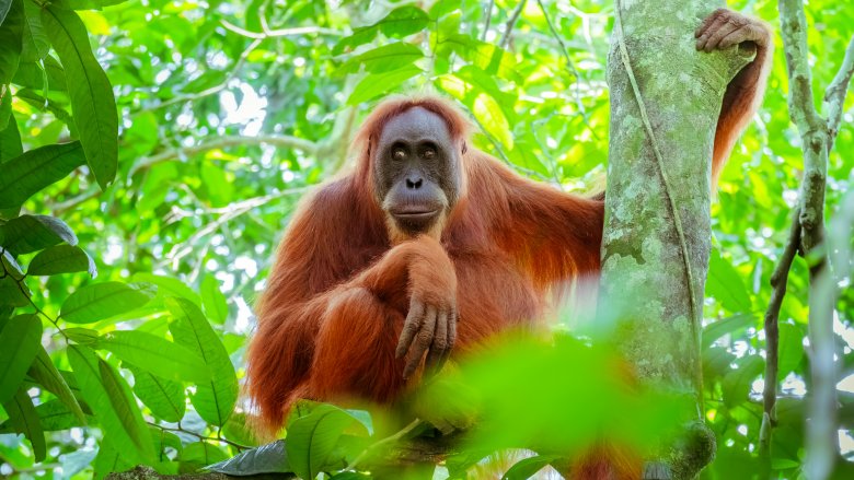 Orangutan