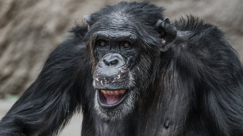 Lauging chimpanzee