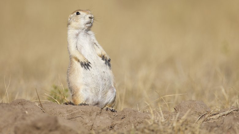 Prairie Dog