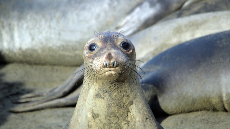 Elephant seal