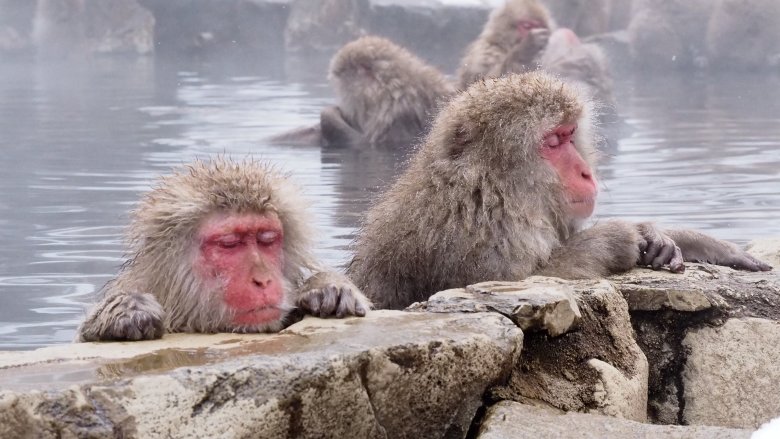 Snow monkeys