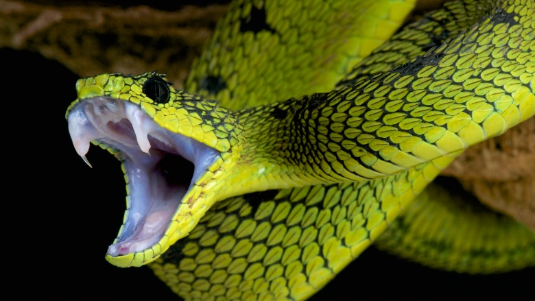 snake fangs