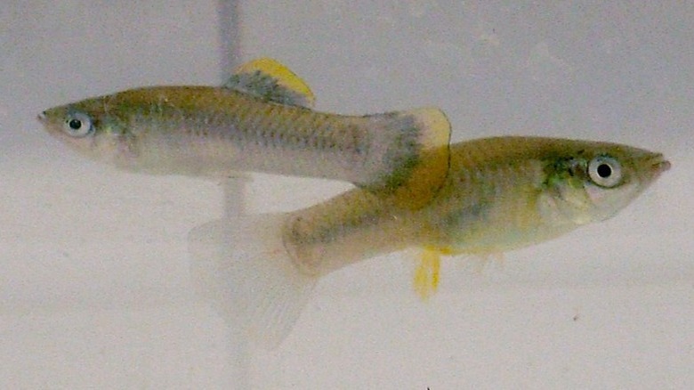 Atlantic mollies swimming in a tank