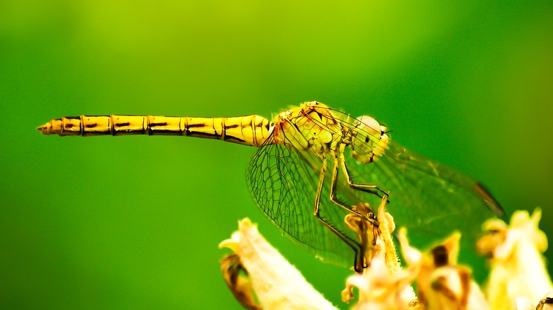 A dragonfly investigates a flower