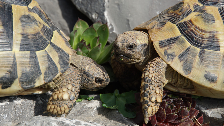 Two Hermann's tortoises