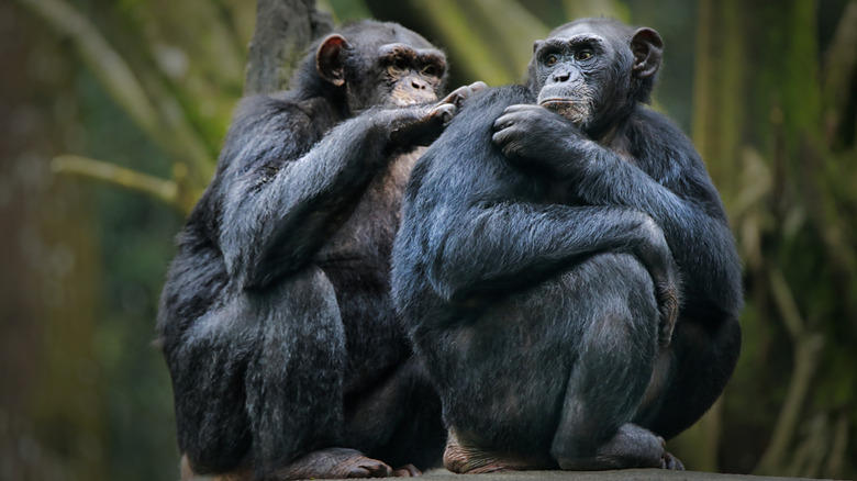 Two bonobos grooming one another