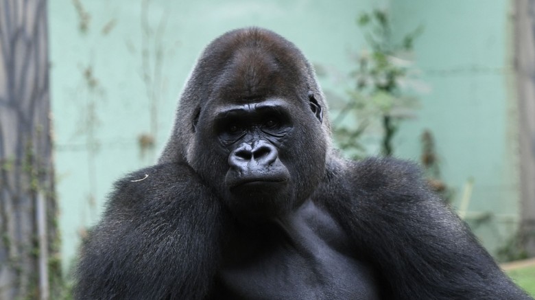 great ape