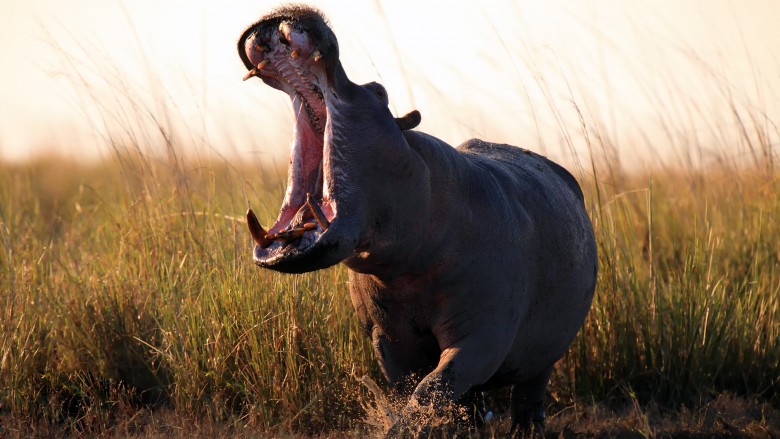 Hippos