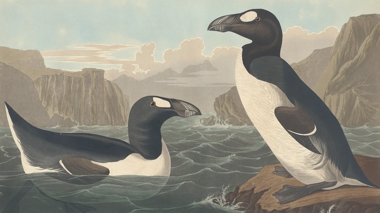 great auk illustration