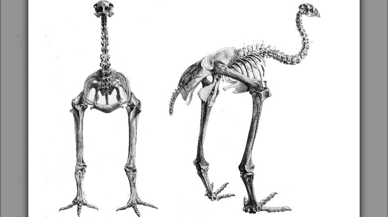skeleton of a little bush moa