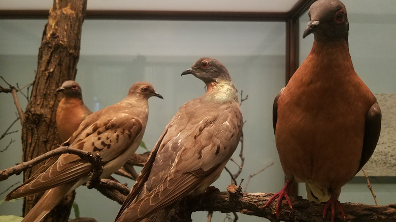 Passenger Pigeon in a museum
