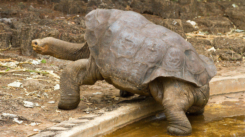 lonesome george extinct galapagos tortoise