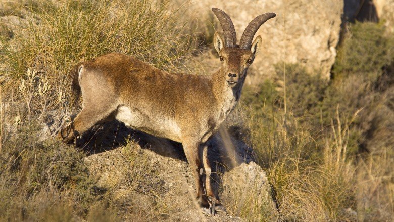 Pyrenean ibex