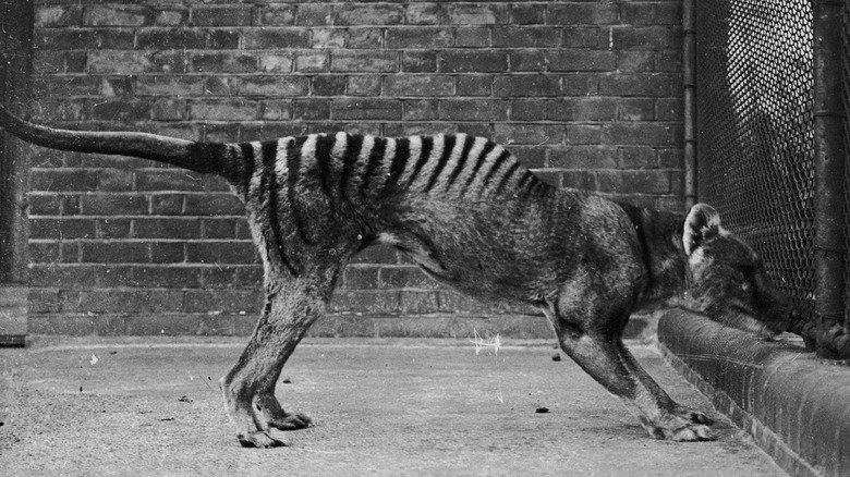 Thylacine in captivity