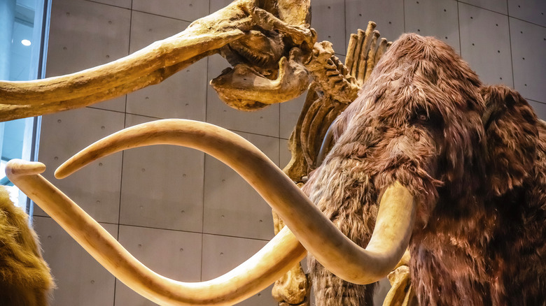 woolly mammoth reconstruction and skeleton