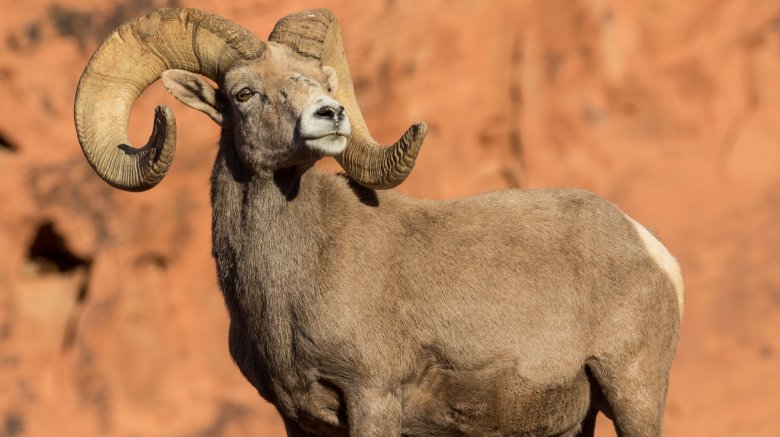 Bighorn sheep