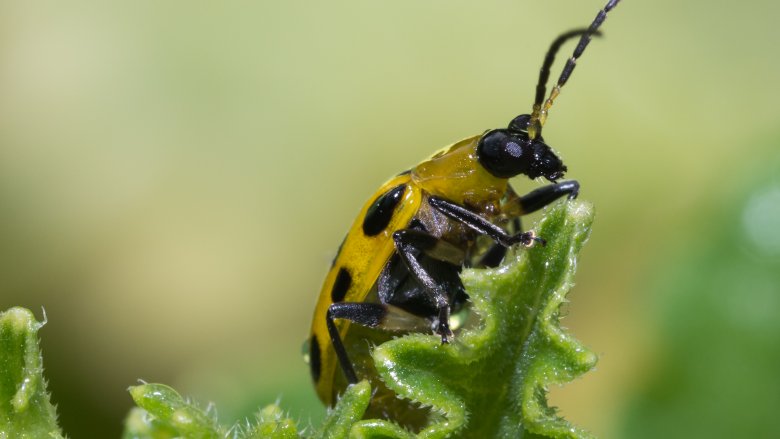 corn rootworm