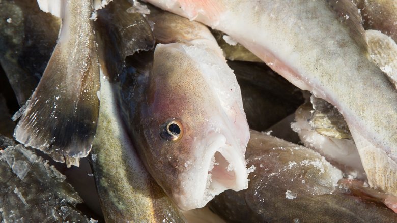 Atlantic tomcod