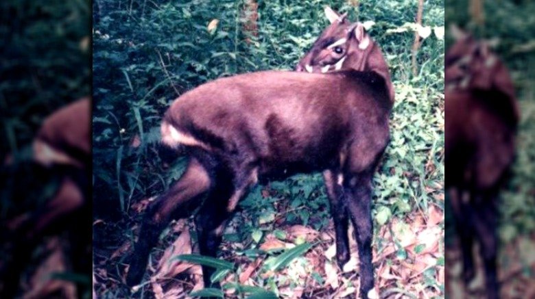A saola