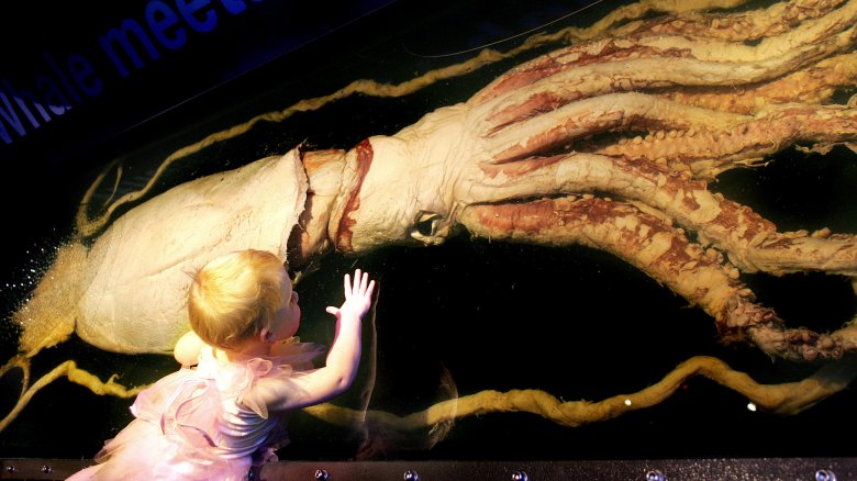 A giant squid 