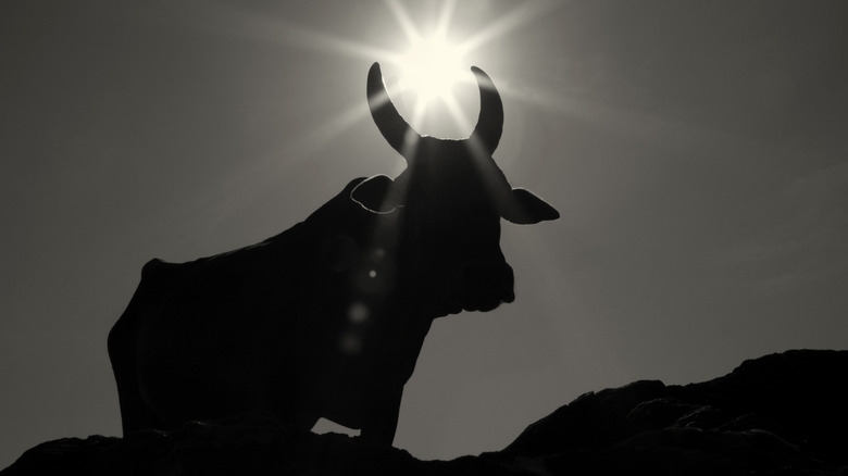 cow