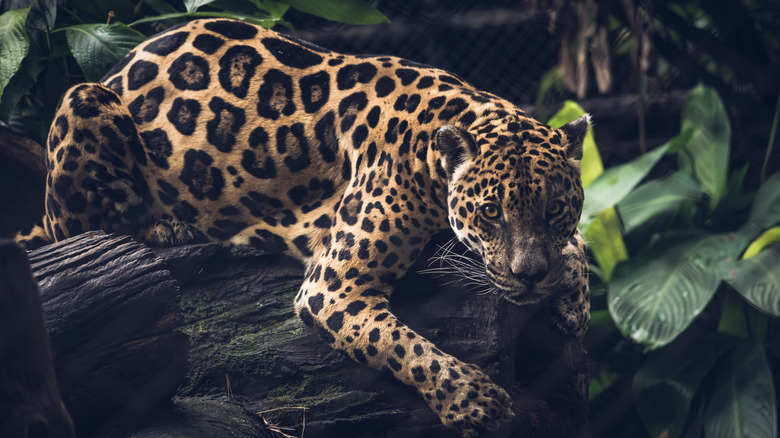 A jaguar on a log staring down the camera