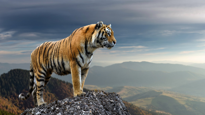 A tiger standing on the peak of a mountain looking into the valley