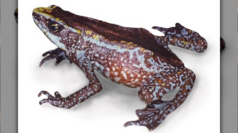 Chiriqui Harlequin frog on white background