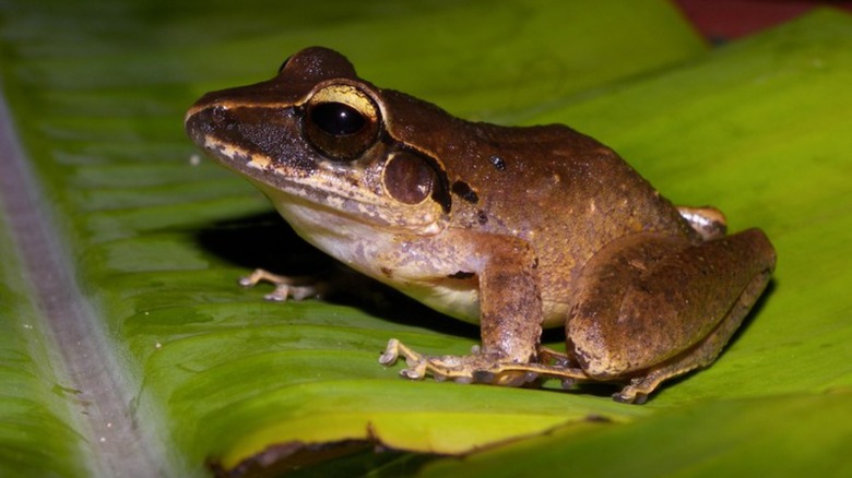 brown frog on green leaf