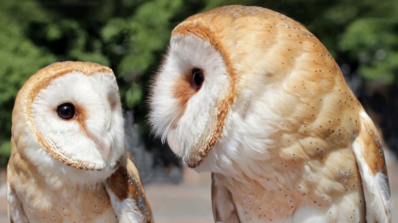 Barn owls