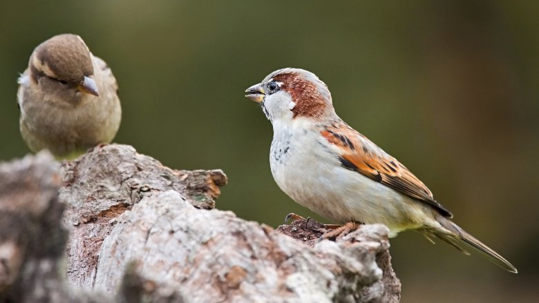House sparrows