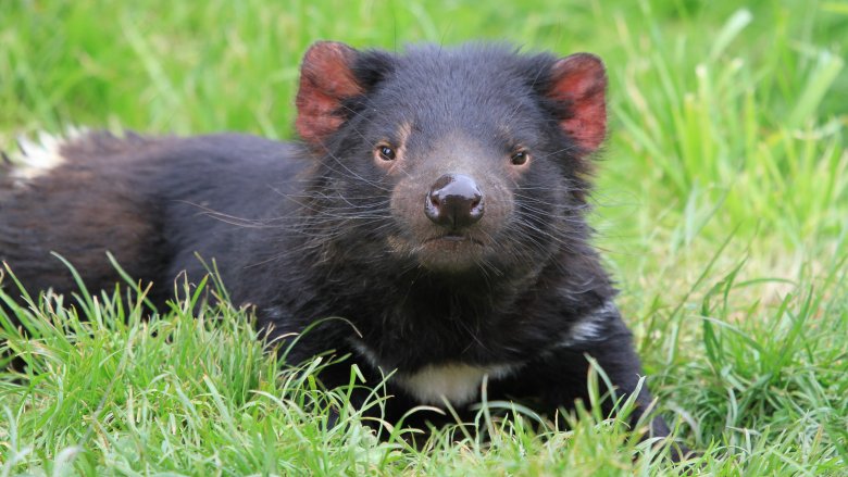 Tasmanian devil