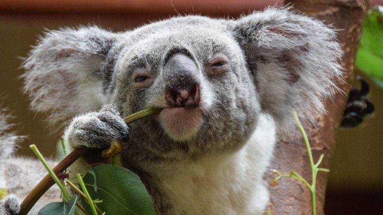 Koala