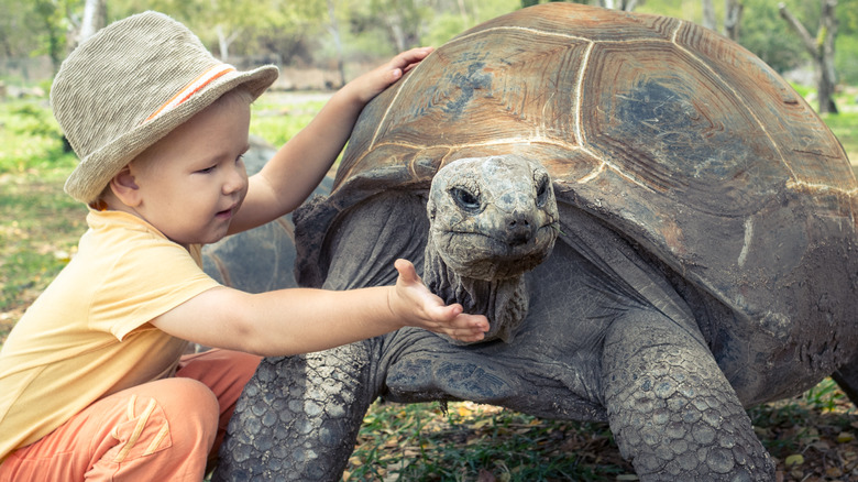 giant tortoise and child