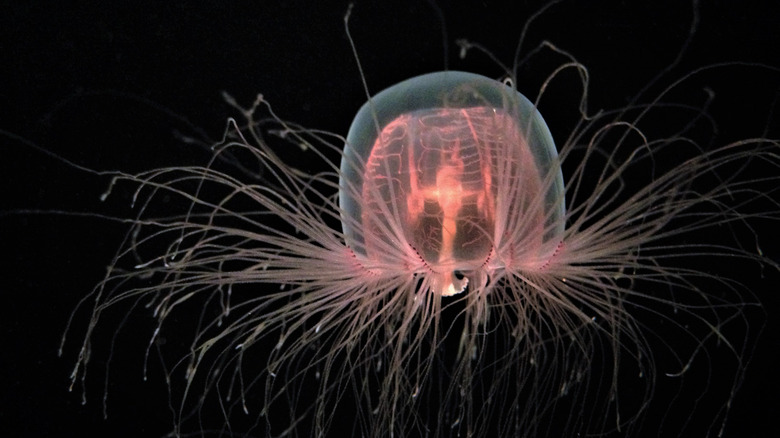 immortal jellfish