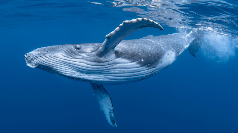 Whale underwater