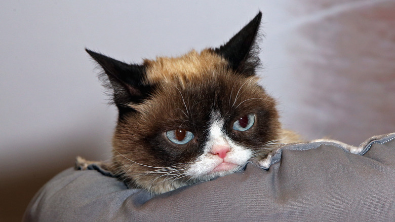 Grumpy Cat's Death Marks the End of the Joyful Internet