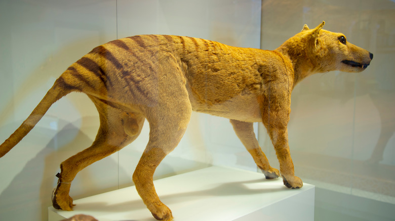 Tasmanian tiger taxidermy