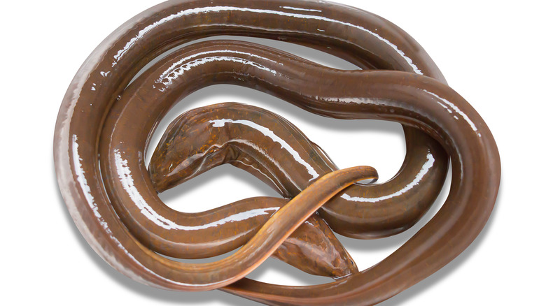 Two asian swamp eels white background