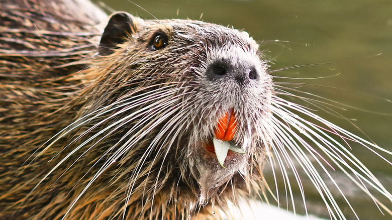 Nutria in water's edge