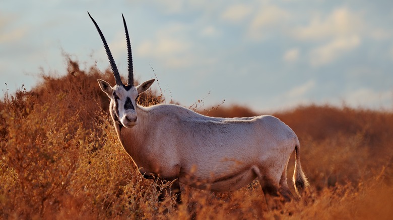 Arabian oryx in the wild