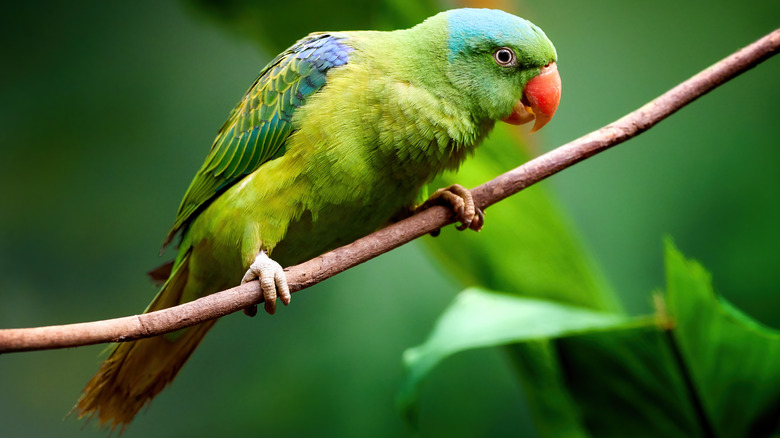 green parrot on branch in zoo