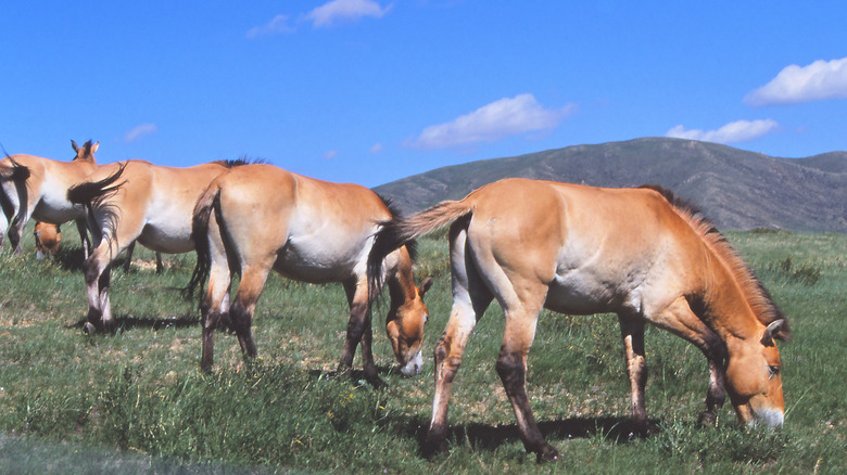 Przewalski's horses grazing 