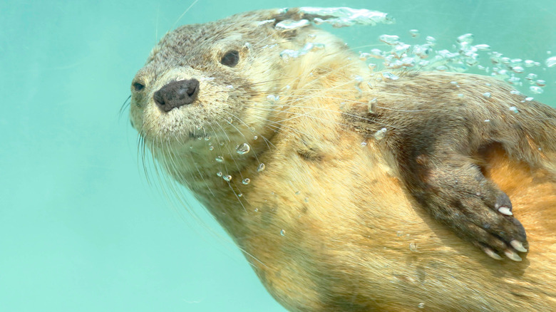 sea otter swimming
