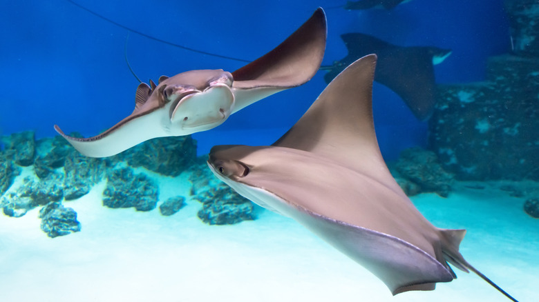 stingrays swimming