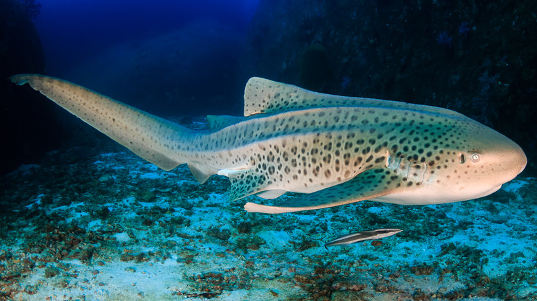 sebra shark swimming