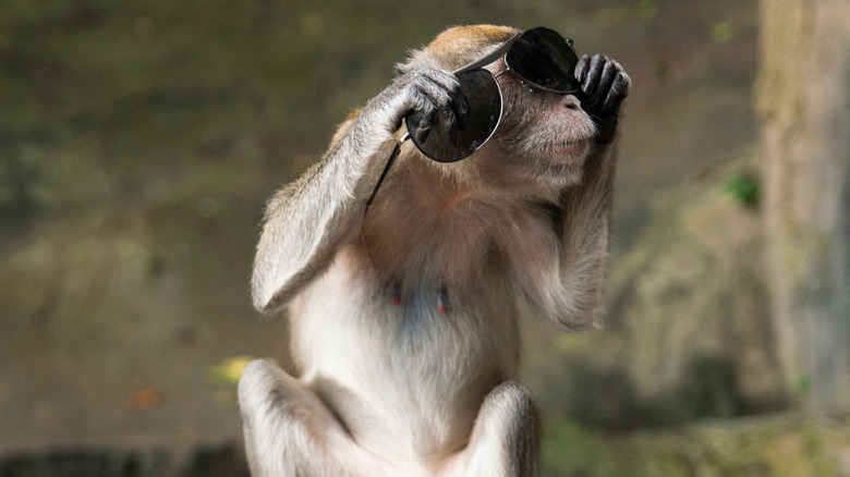 Monkey wearing sunglasses