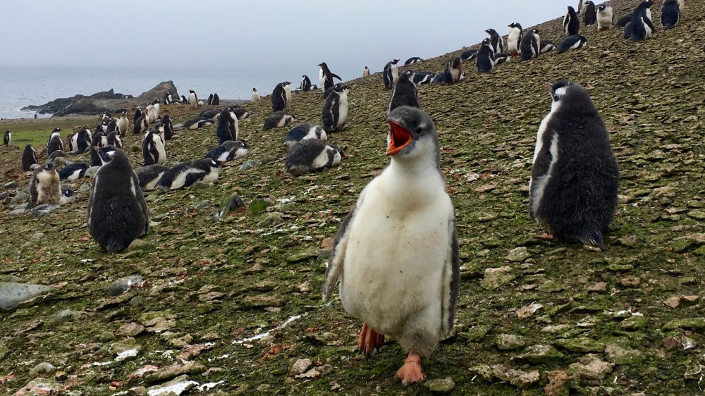 Antarctica