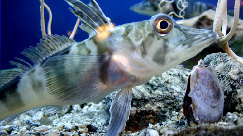 Icefish in the antarctic