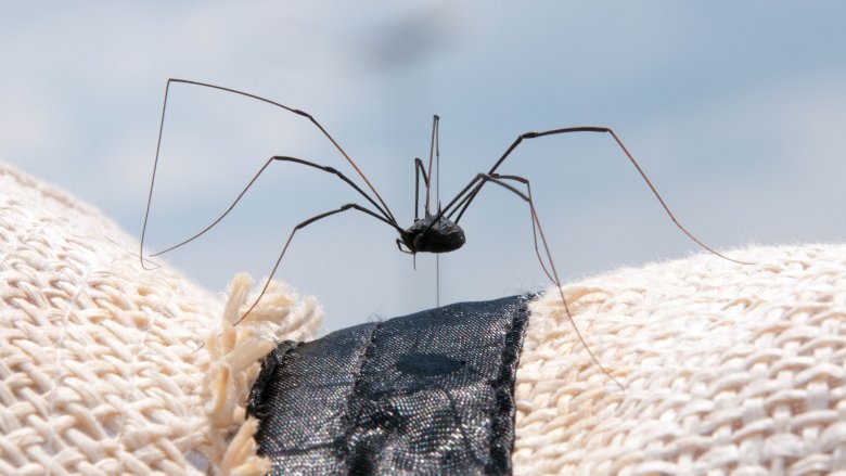 Daddy Longlegs are not spiders.